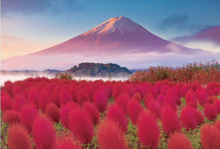 為富士山染上色彩的科奇亞