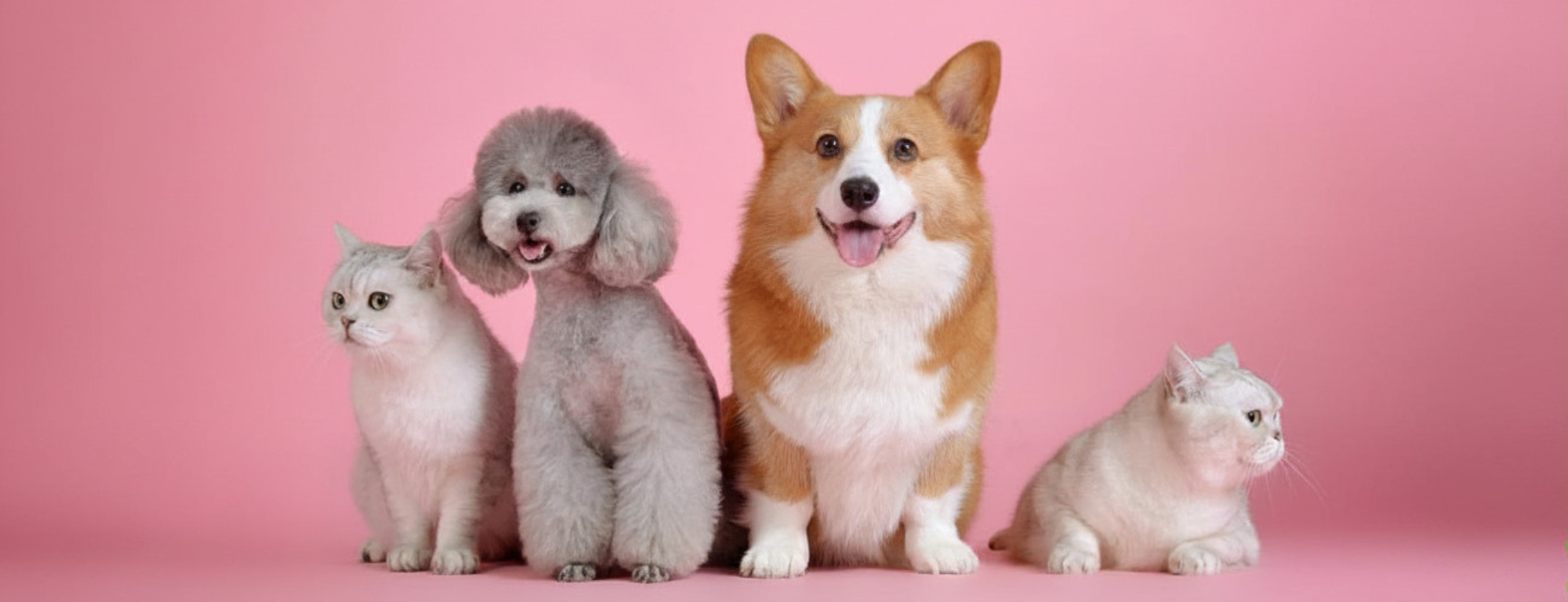 Pet Group Banner