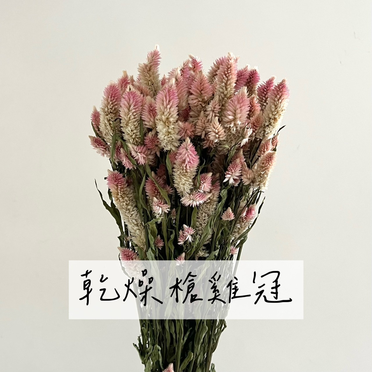 乾燥槍雞冠