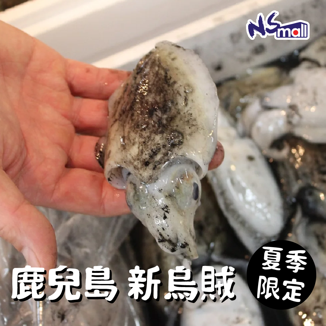 鹿兒島 新烏賊 60-80g/隻