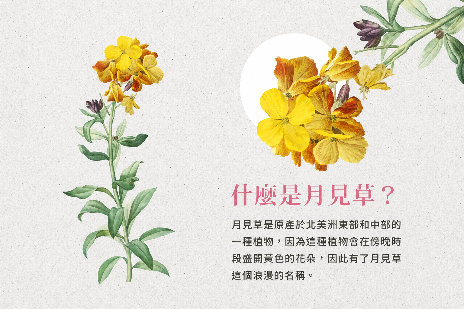 月見草油月經)