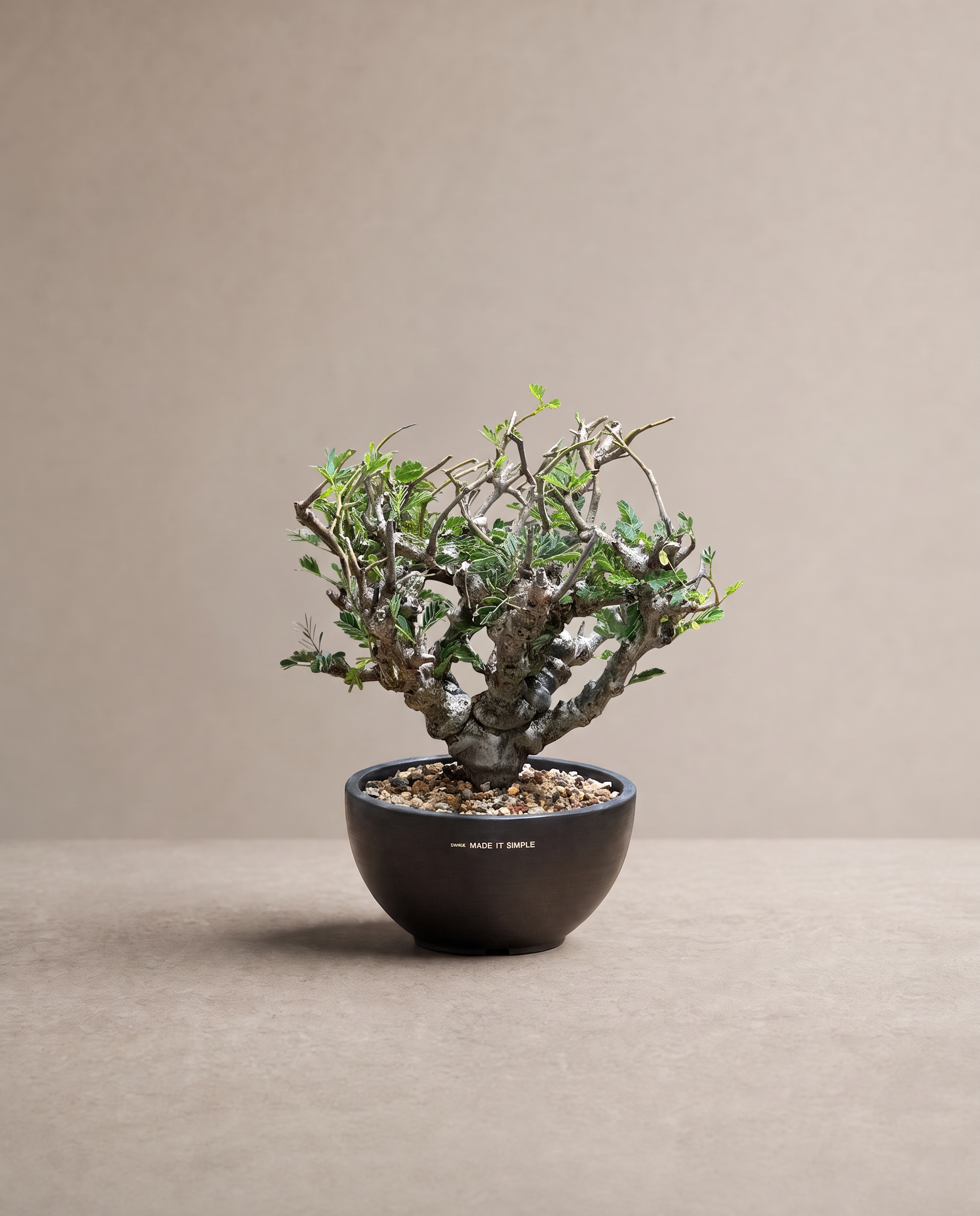 沙漠蘇木 - Senna meridionalis