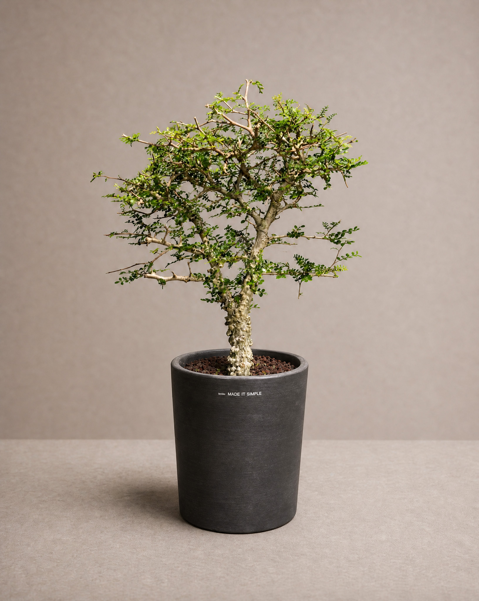 象足漆樹 — Operculicarya pachypus