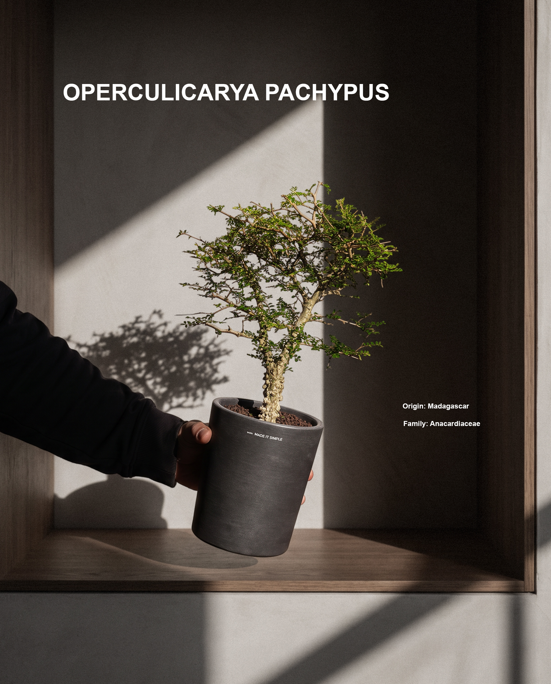 象足漆樹 — Operculicarya pachypus