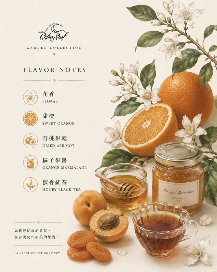 Floral Honey Bensa｜Ethiopia Sidama Bensa Buncho Washed G1｜Coffee Beans 227g