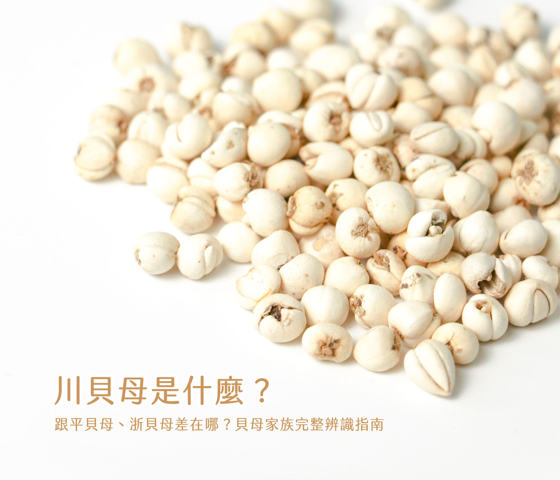 近距離拍攝的川貝(珠貝)原粒