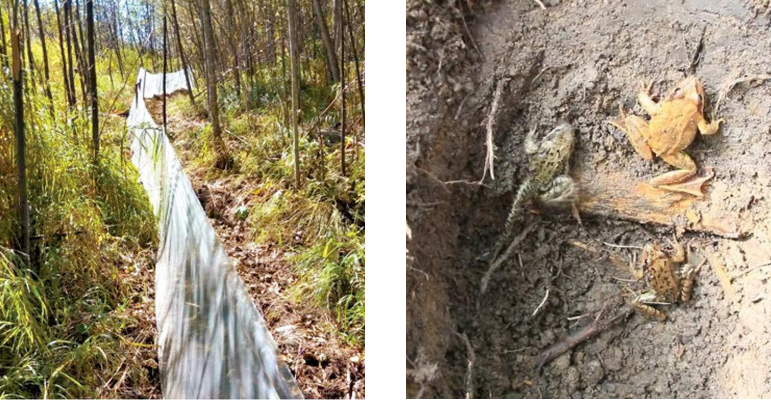 秋冬之際再林間拉薄膜,擋住前往河流的林蛙