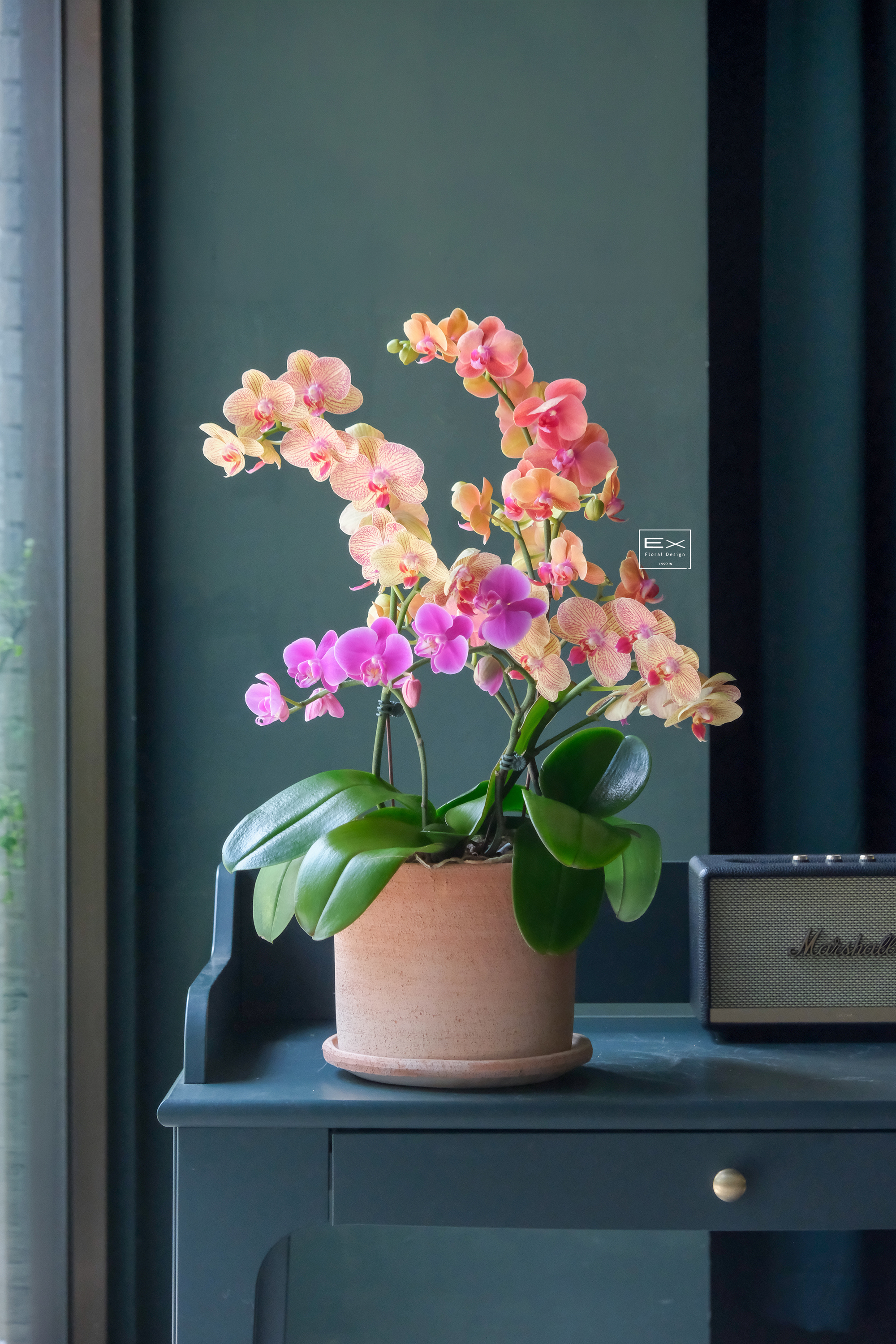 御蘭章｜Orchid Collection 義大利陶盆 × 精品蝴蝶蘭