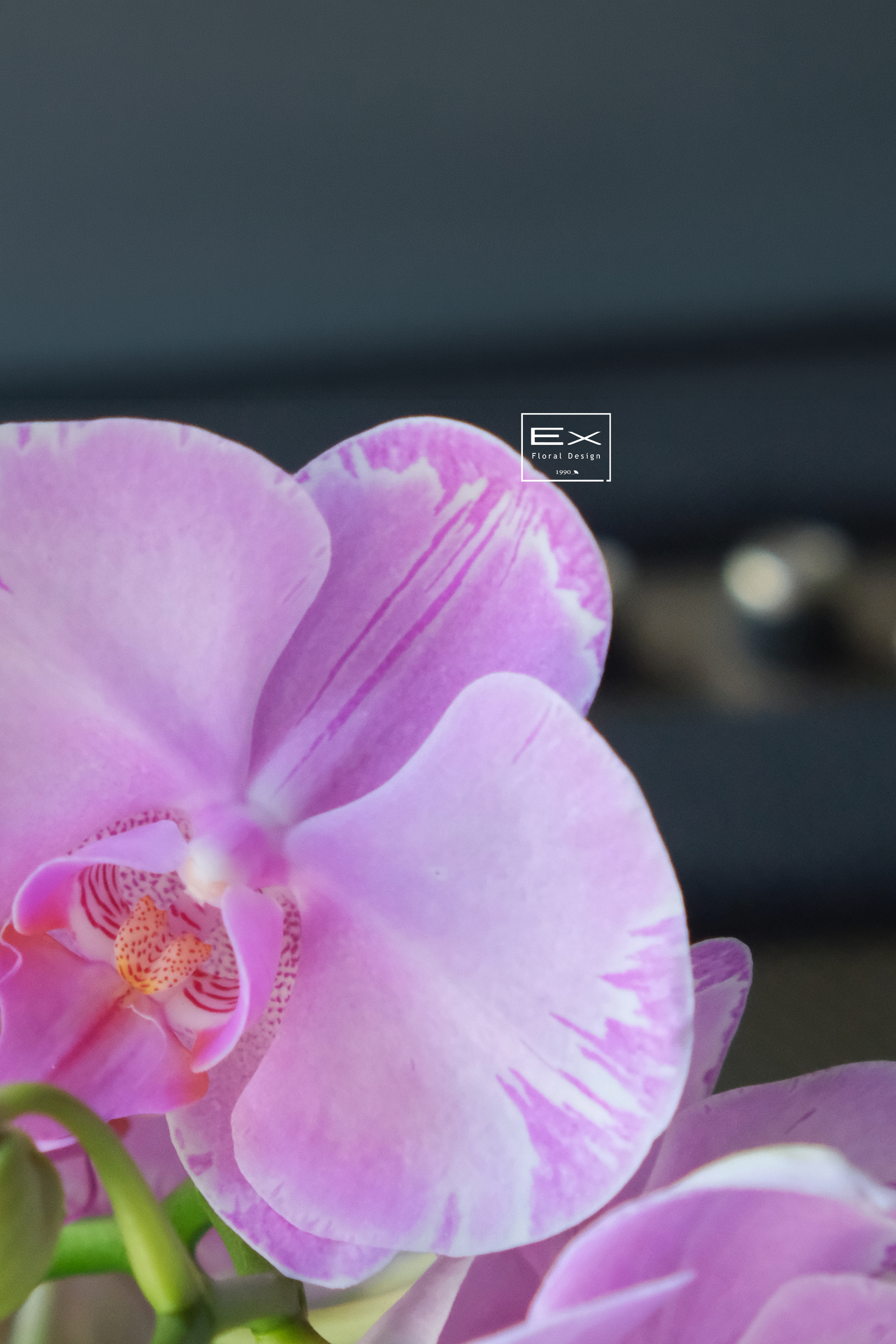 御蘭章｜Orchid Collection 義大利陶盆 × 精品蝴蝶蘭