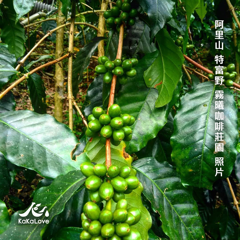 [2026 BoC 精選豆] 台灣 日曬 阿里山山脈 特富野 霧曦咖啡莊園 鐵比卡 0.25磅