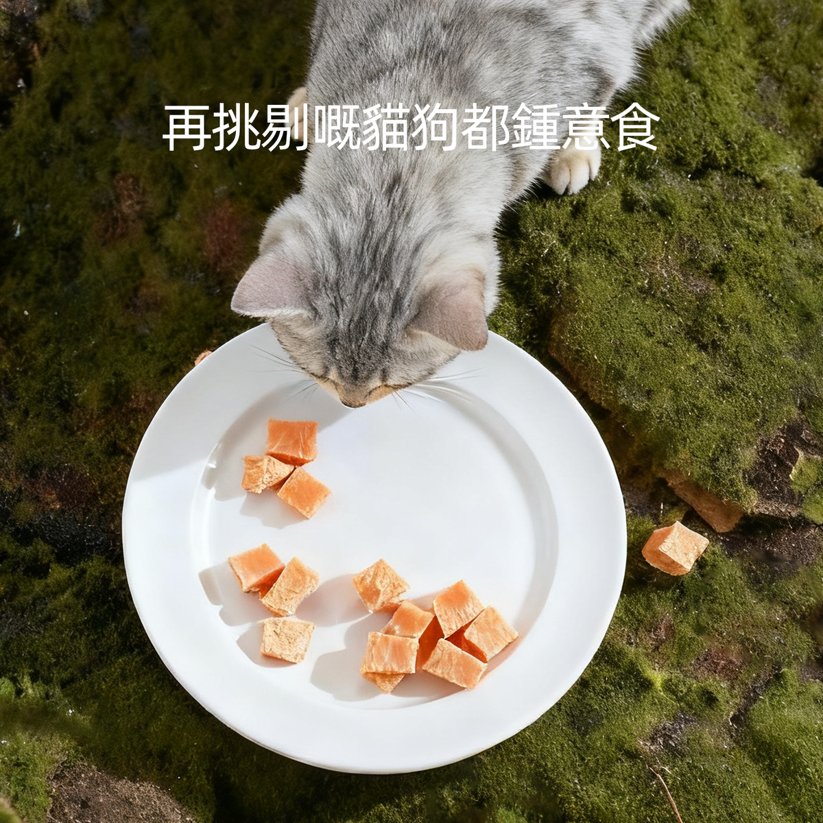 Taki 凍乾三文魚粒