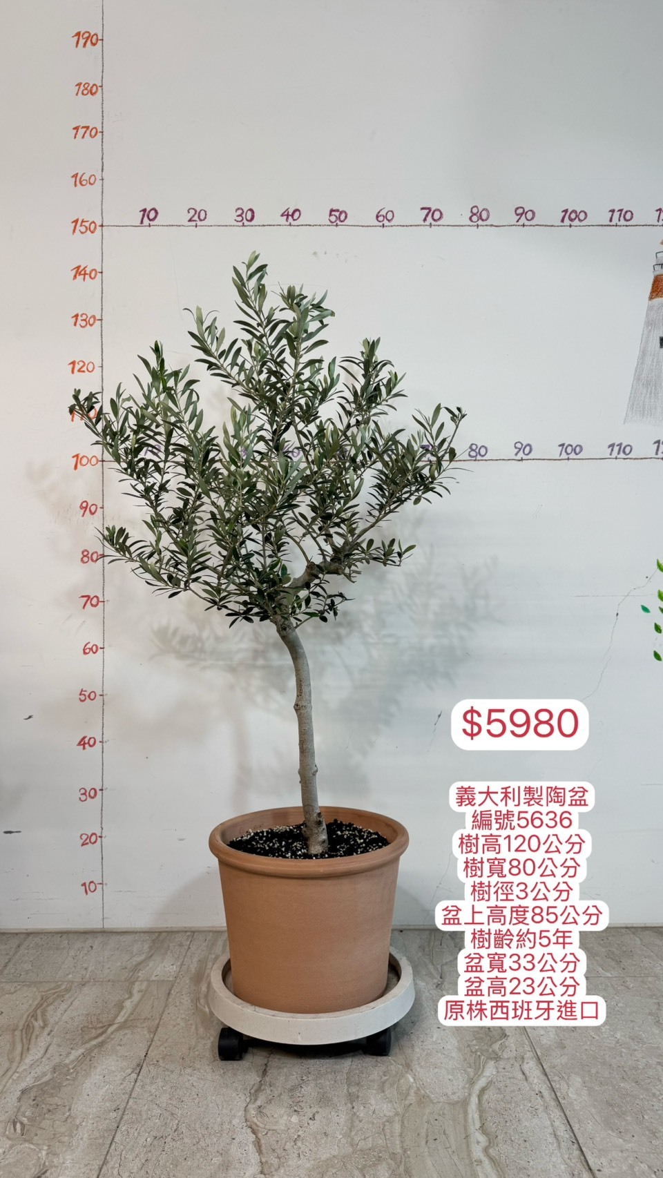 【橄享】 Olive tree 5年精選 義大利製陶盆 原株西班牙進口 銀葉油橄欖樹 橄欖樹