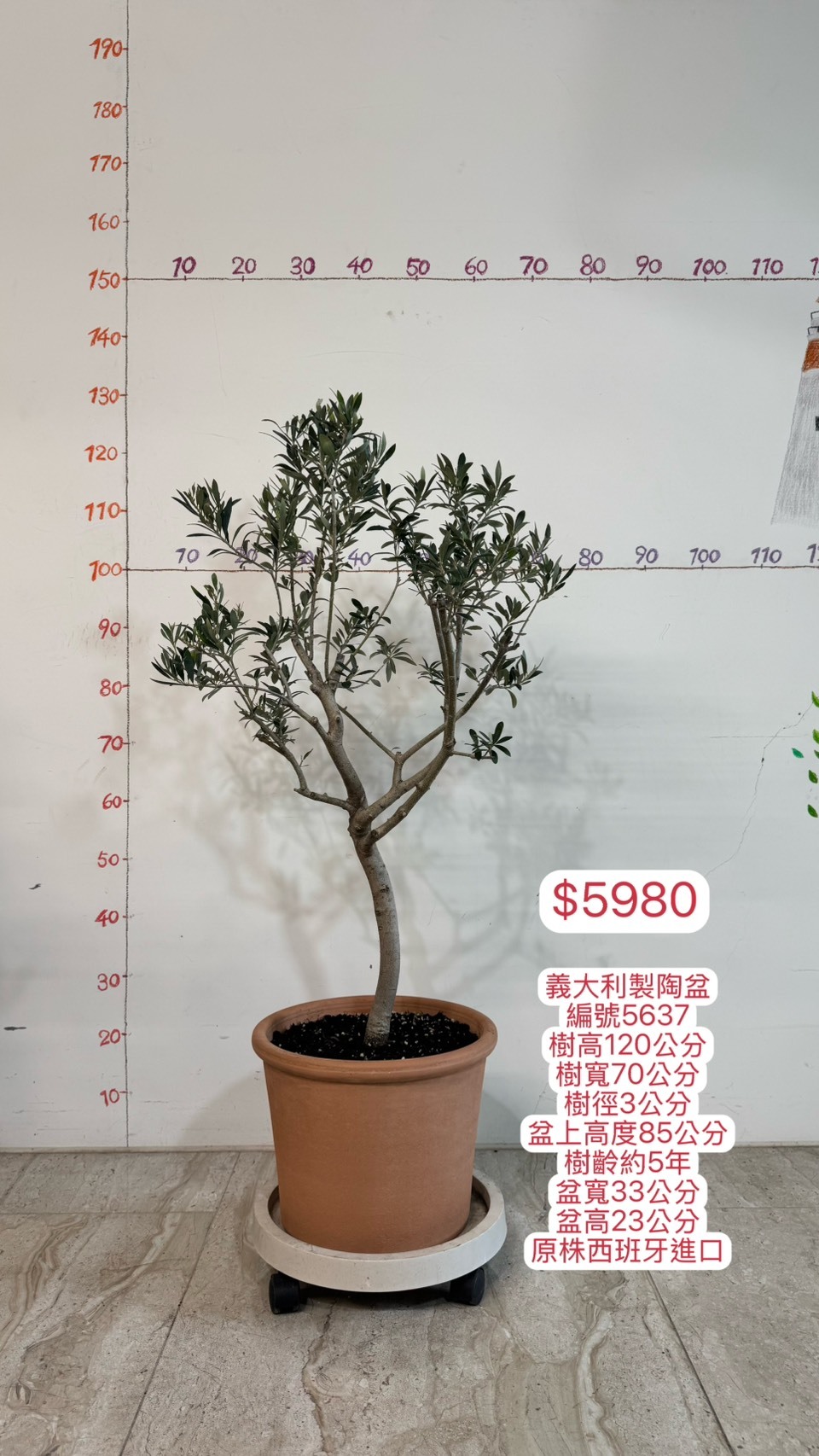 【橄享】 Olive tree 5年精選 義大利製陶盆 原株西班牙進口 銀葉油橄欖樹 橄欖樹
