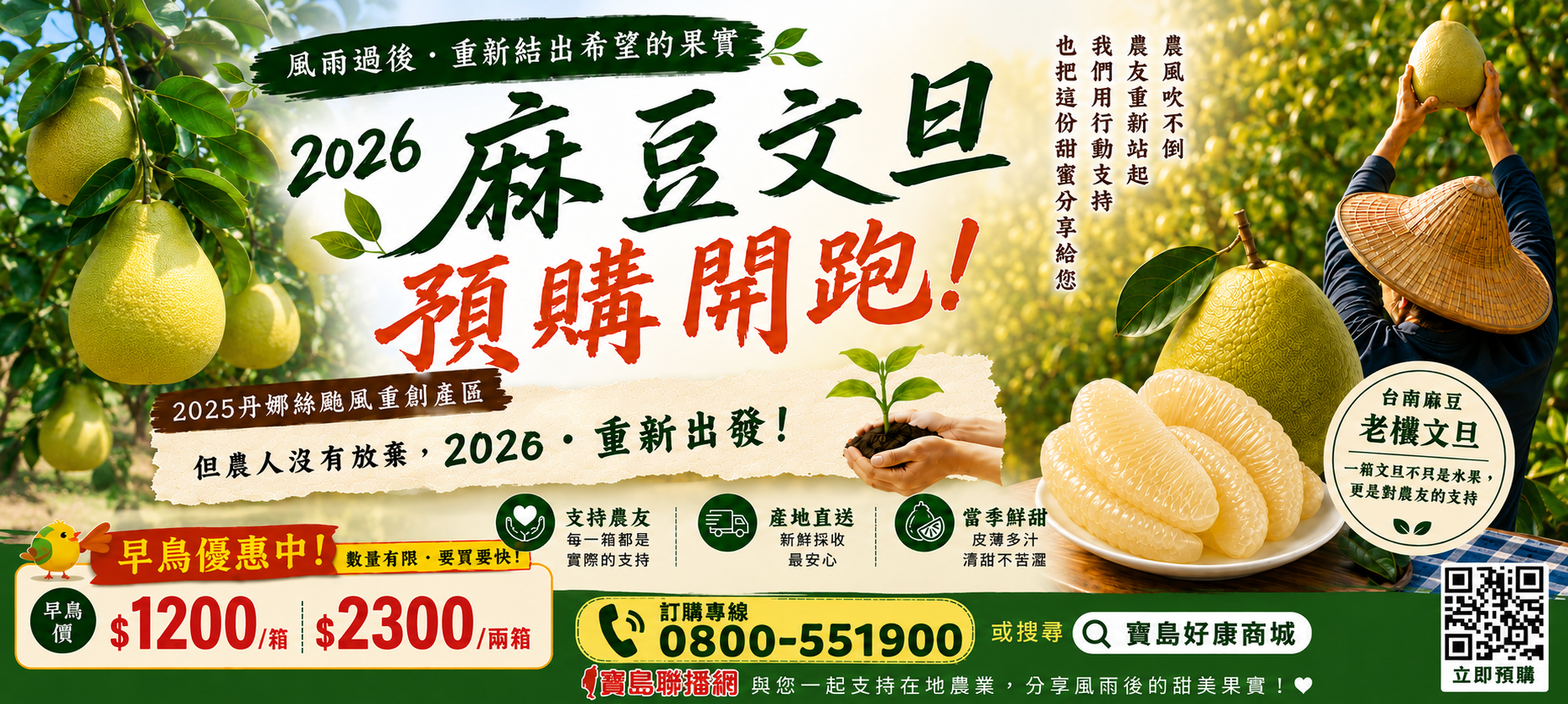 麻豆老欉文旦,2026中秋文旦,預購優惠,寶島好康商城