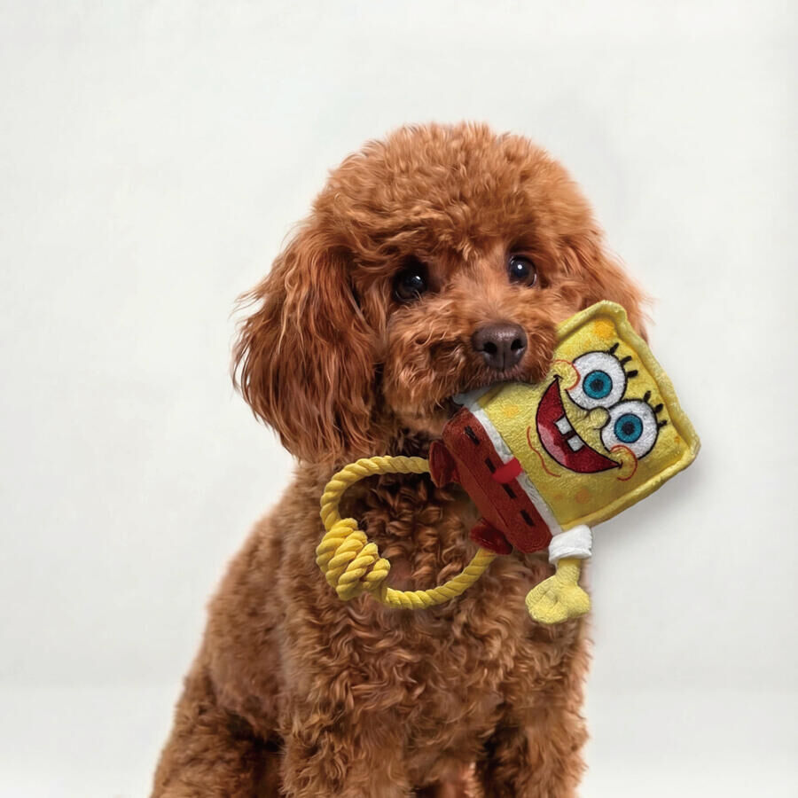 8"海綿寶寶小型犬拉力寵物玩具
