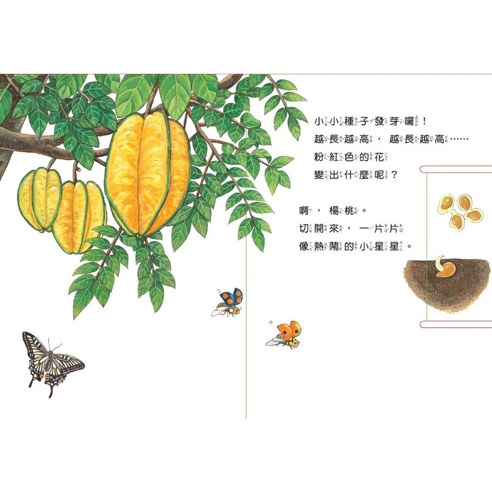 小種子，快長大（水果篇）