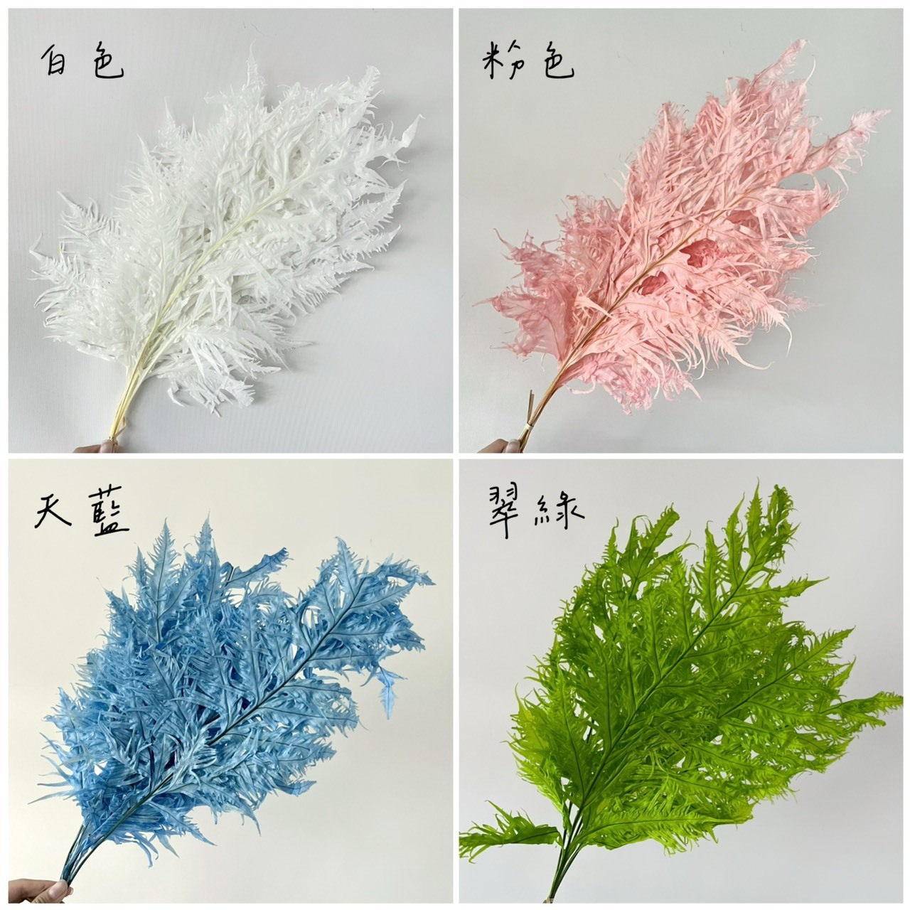 不凋鳳尾葉
