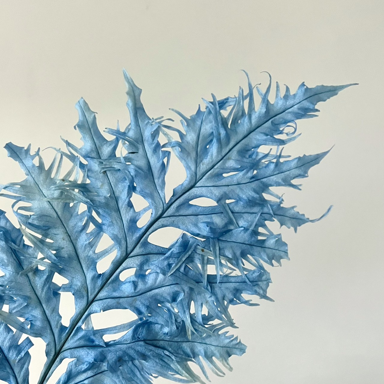 不凋鳳尾葉