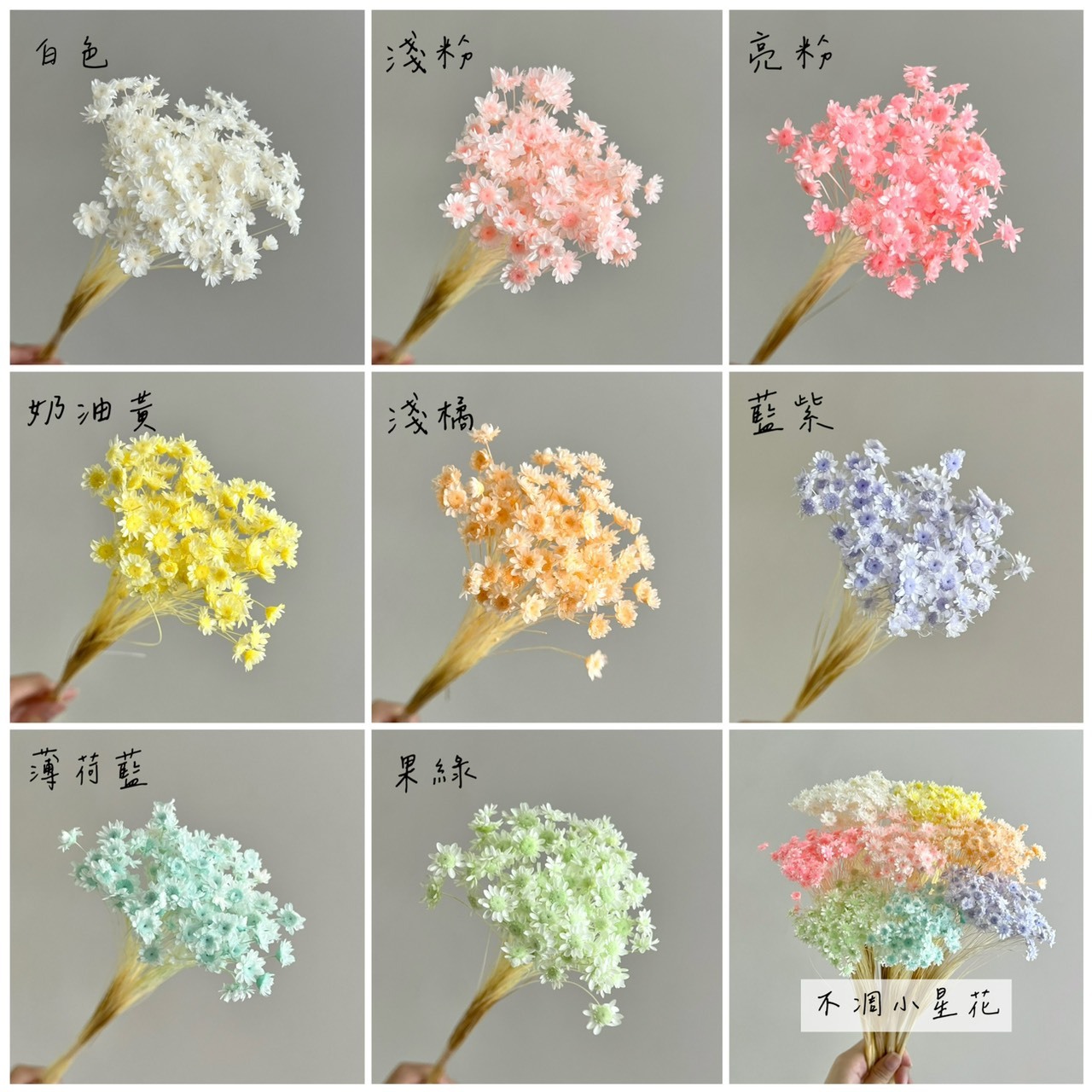 不凋小星花