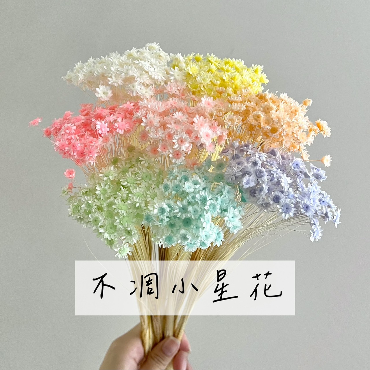 不凋小星花