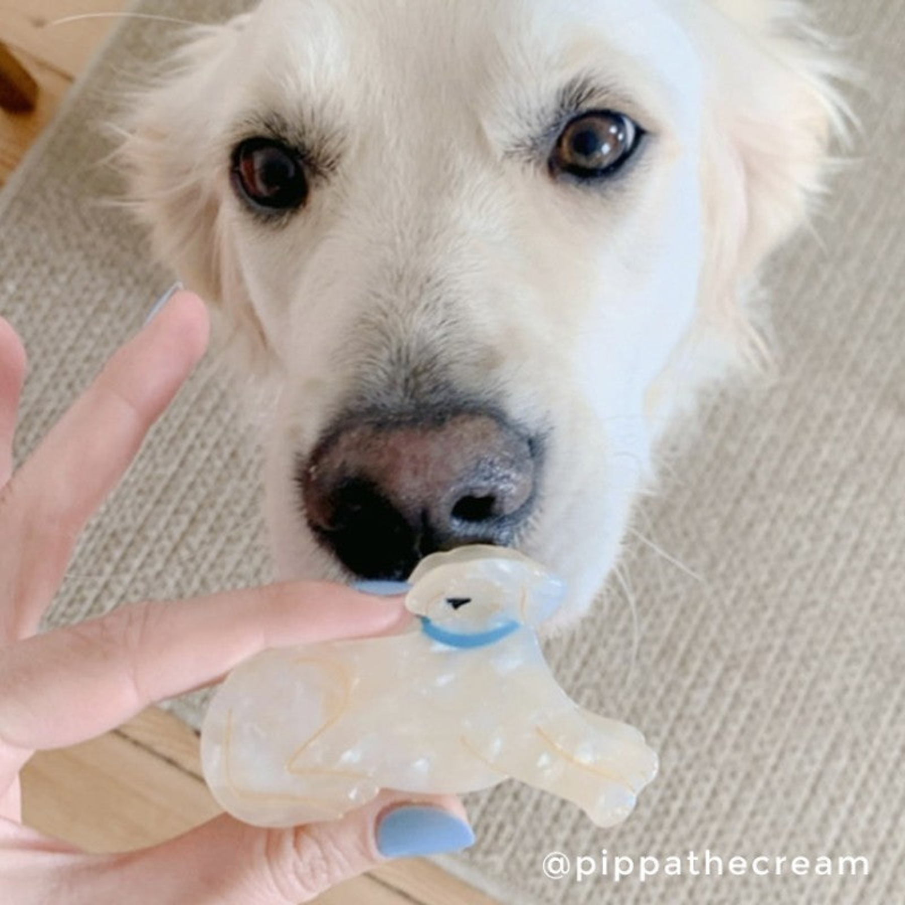 Golden Retriever Hair Claw｜Coucou Suzette