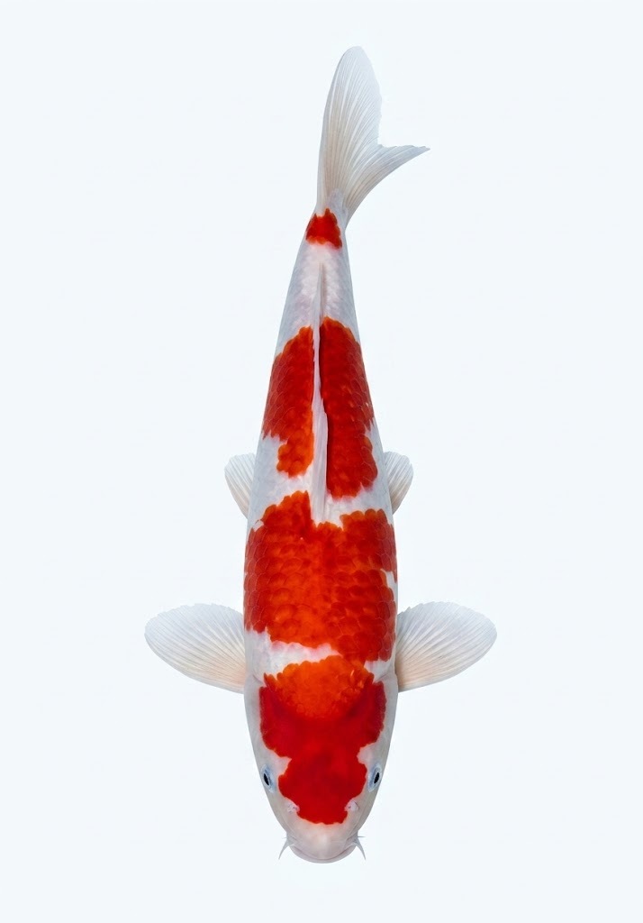 紅白