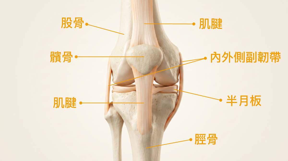 膝關節解剖結構圖