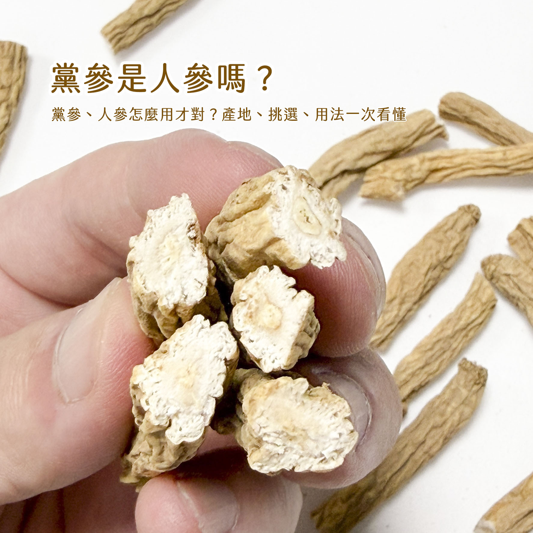 黨蔘縱切剖面圖