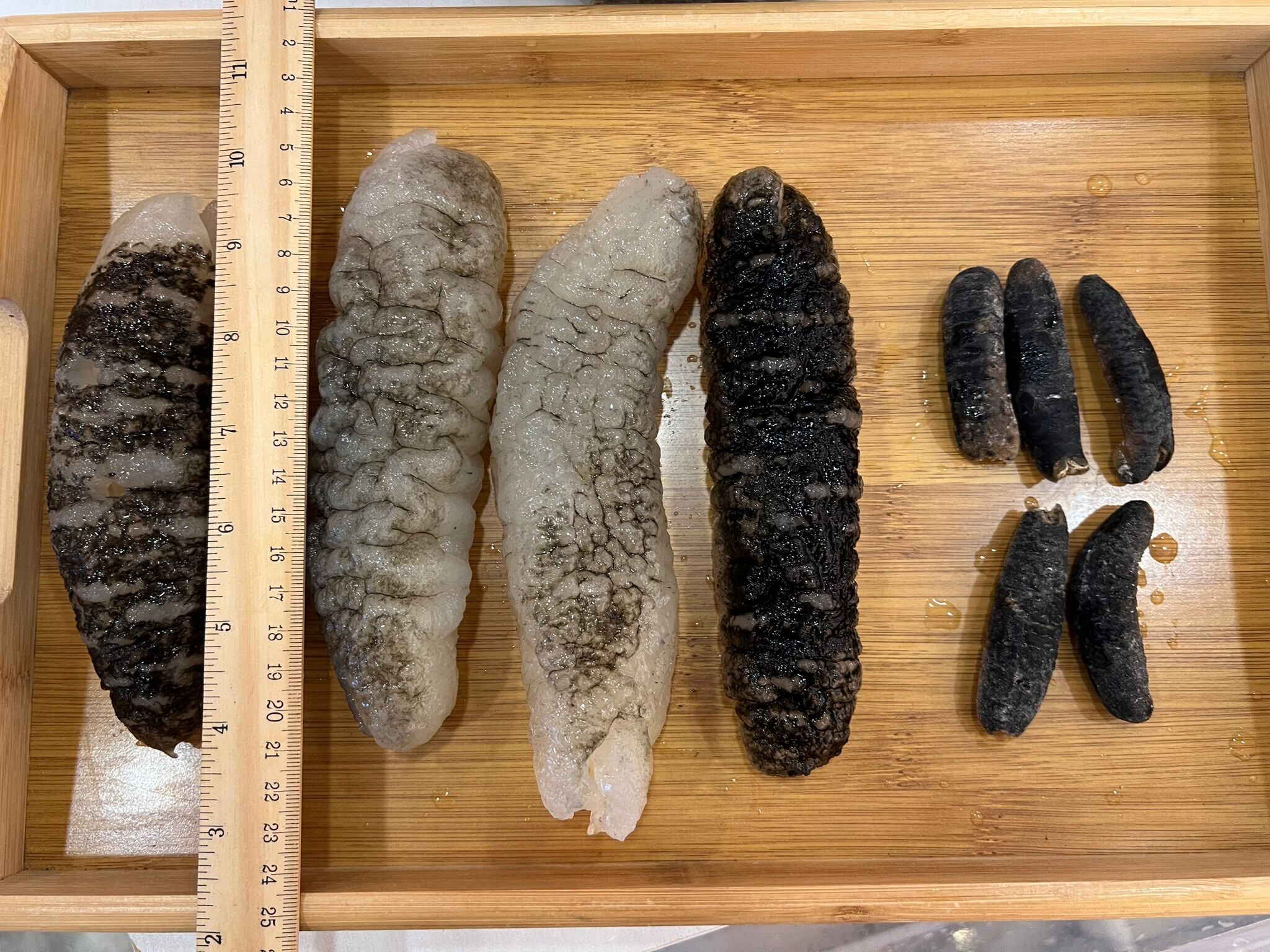 南大平洋禿參(300克)