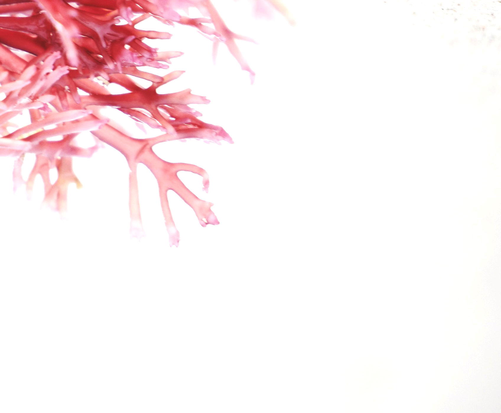 蝦紅素 雨生紅球藻萃取