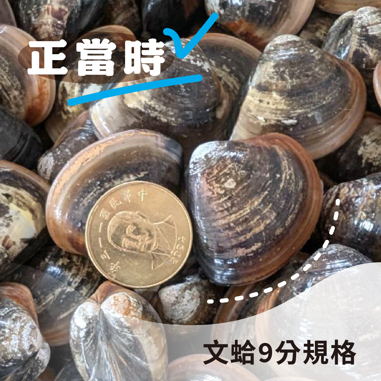 【熱銷好評】蛤蜊｜雲林口湖新鮮現撈，飽滿9分規格《1斤，約600克》