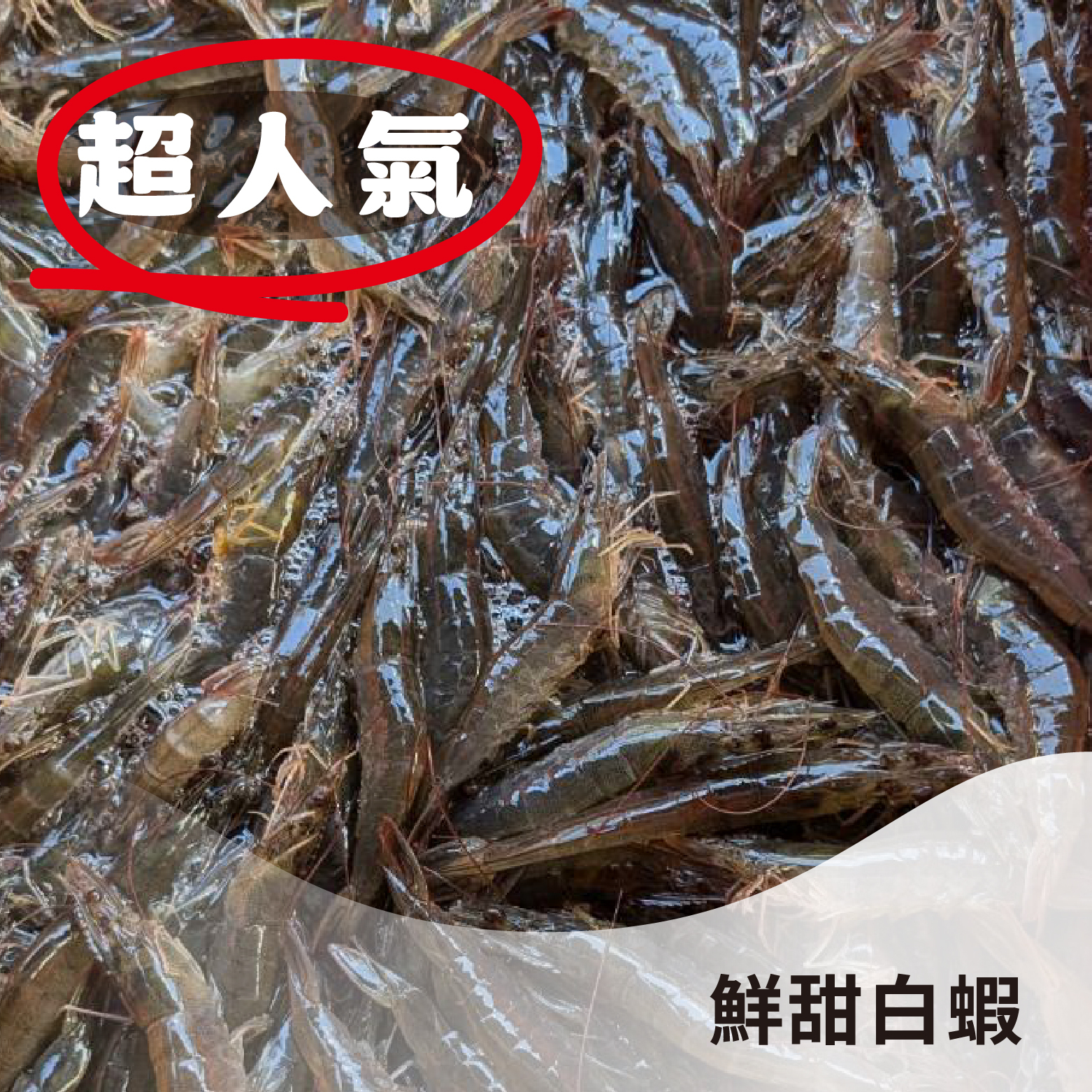 【熱銷好評】白蝦｜雲林口湖新鮮現撈，鮮甜大尾《1斤，約600克》