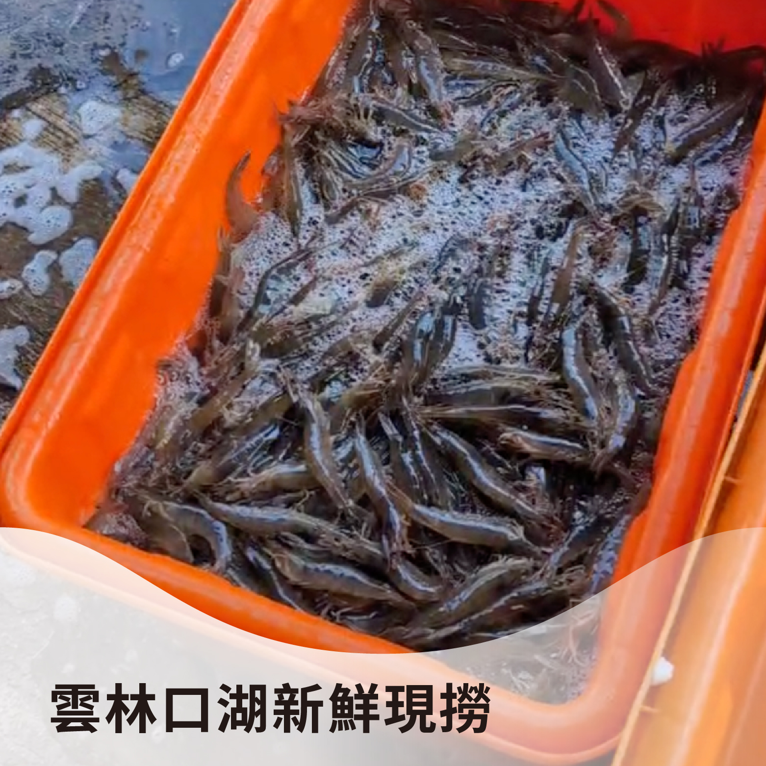 【熱銷好評】白蝦｜雲林口湖新鮮現撈，鮮甜大尾《1斤，約600克》