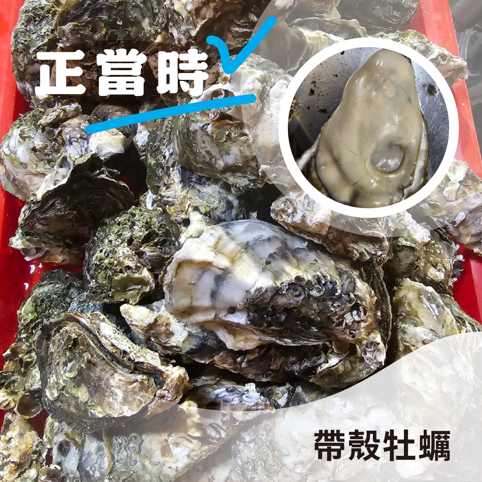 【熱銷好評】帶殼牡蠣｜雲林口湖新鮮現撈，濃郁無腥味《1斤，約600克》