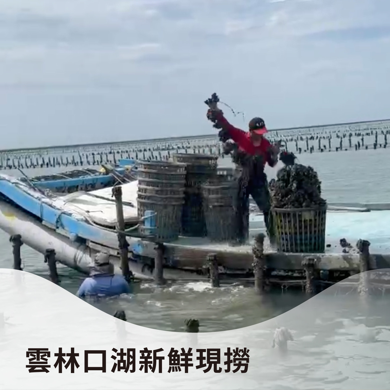 【熱銷好評】帶殼牡蠣｜雲林口湖新鮮現撈，濃郁無腥味《1斤，約600克》