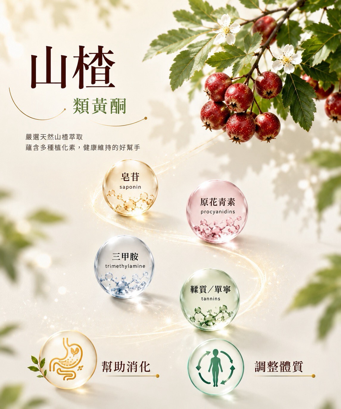 舒活漾好漾菌嚴選天然山楂萃取,蘊含皂苷、原花青素與類黃酮等多種植化素,有助於幫助消化與調整體質。