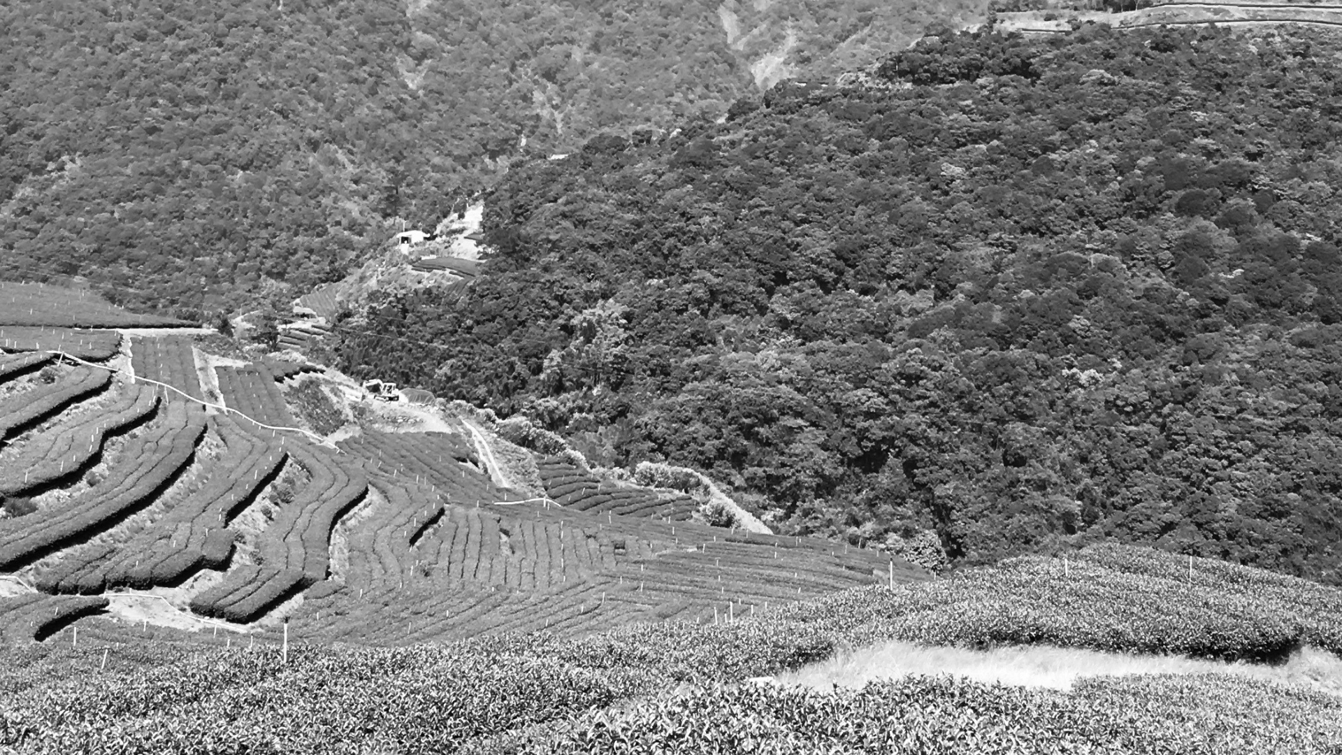 烏龍茶,高山茶,茶園