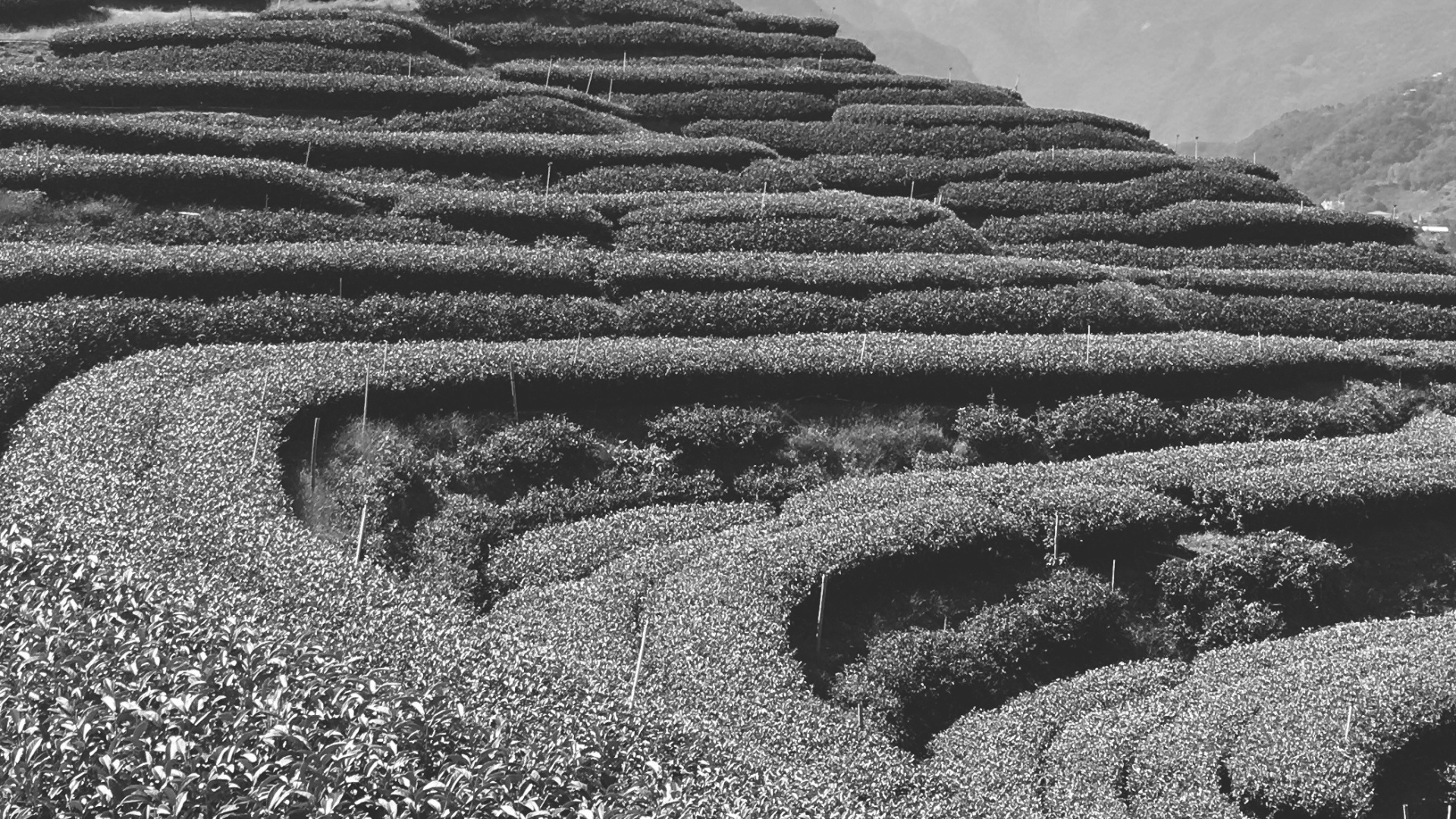 台灣茶,烏龍茶,茶園,茶葉