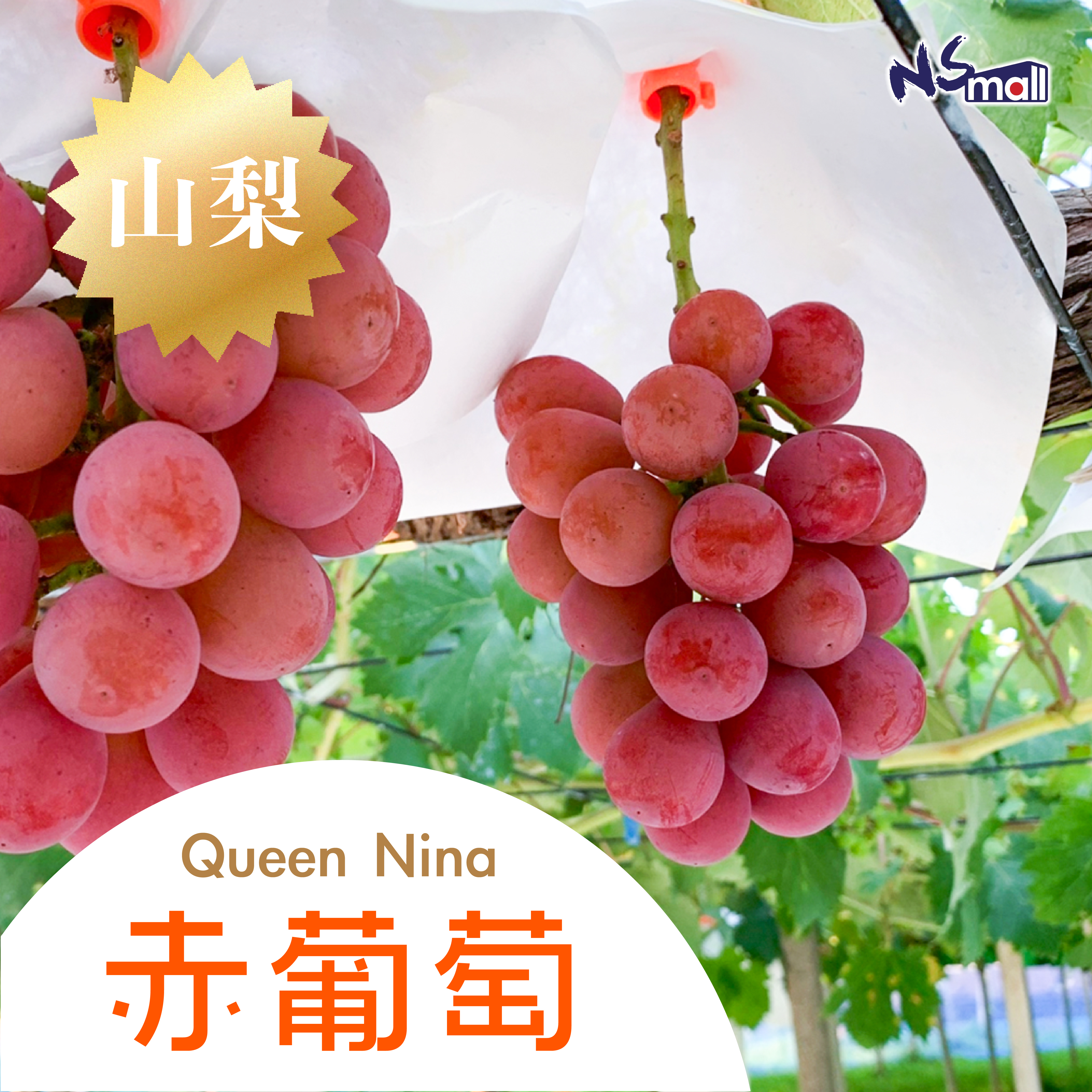 山梨Queen Nina赤葡萄 約3kg/箱 (6-9房)