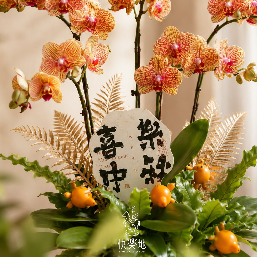 金秋雅集｜橙色蝴蝶蘭金色盆中秋花禮 OP260899