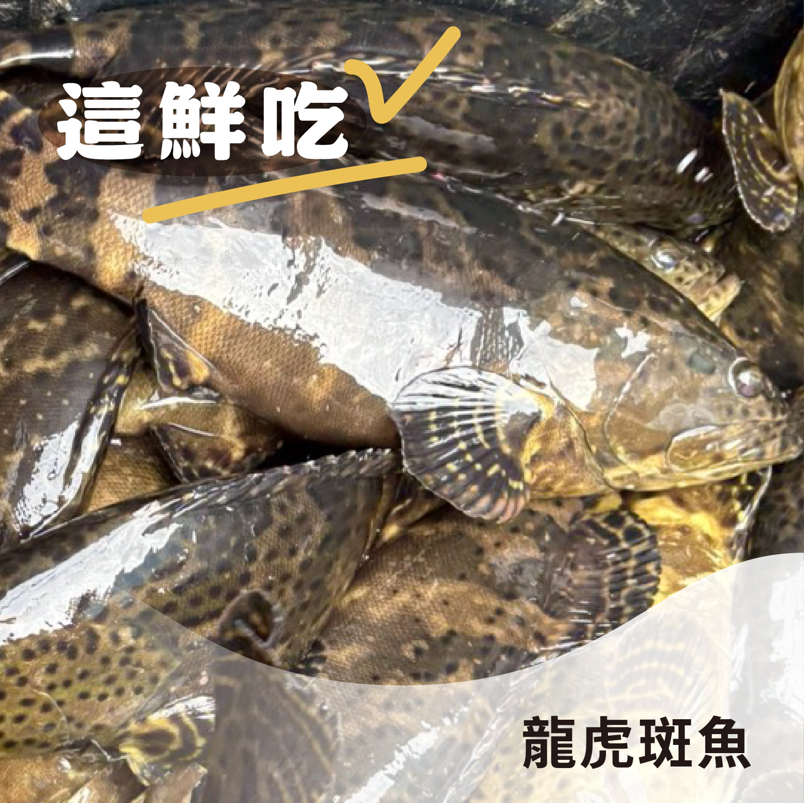 【新鮮美味】龍虎斑魚火鍋涮片｜(珍珠石斑) 適合老少食用《每盒200克±5%》