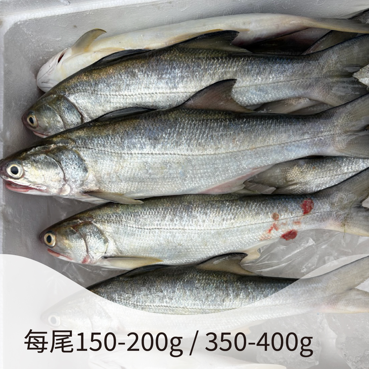 【台灣家魚】三去午仔魚｜富含高蛋白質、Omega-3 不飽和脂肪酸