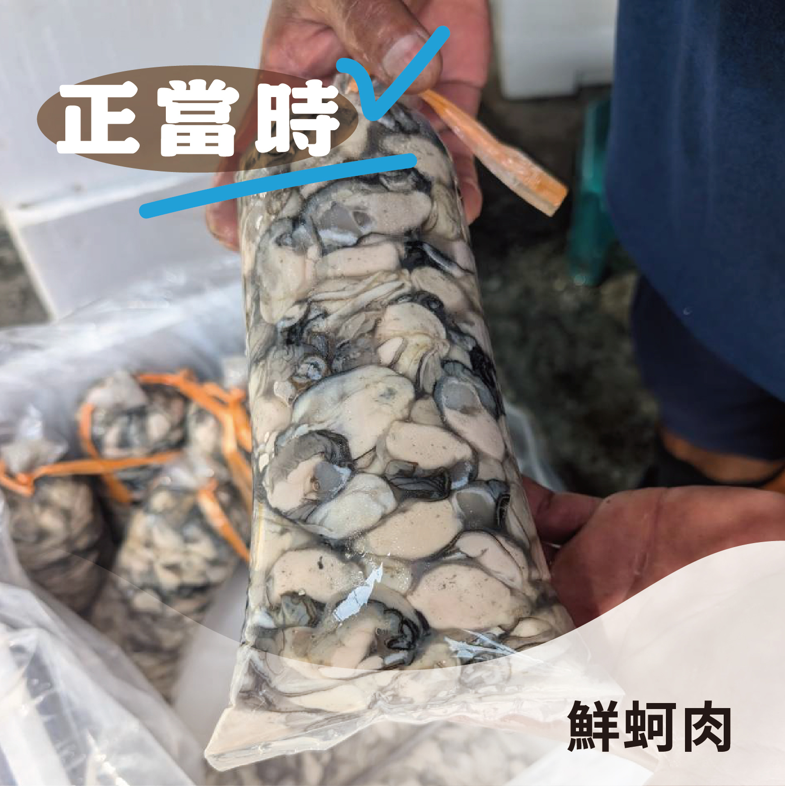 【熱銷好評】鮮蚵肉｜雲林口湖新鮮現撈，濃郁無腥味《1斤，約600克》