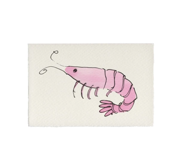 Scribble & Daub Shrimp 蝦