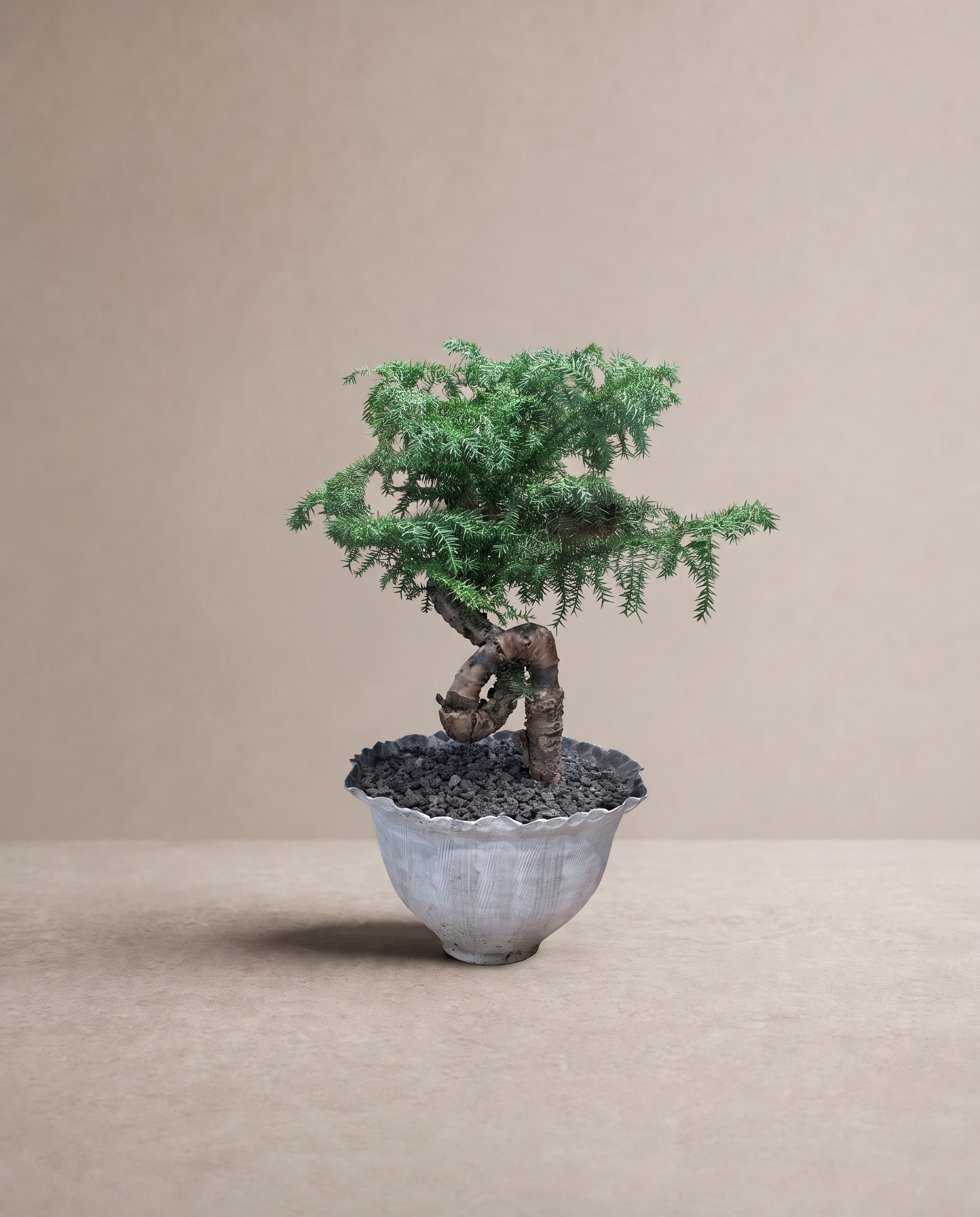Araucariaheterophyll  - 澳洲杉