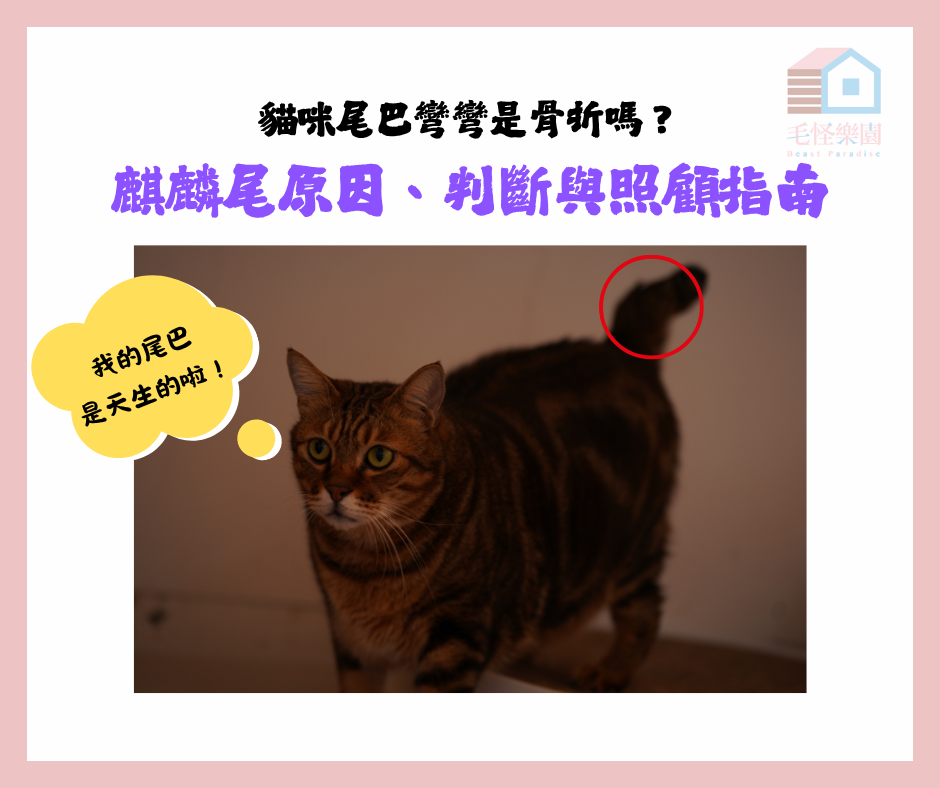 麒麟尾原因