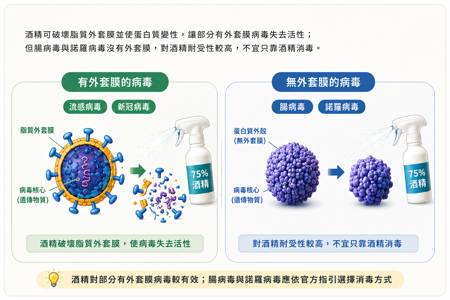 酒精對有外套膜病毒與無外套膜病毒的作用差異；腸病毒與諾羅病毒對酒精耐受性較高，不宜只靠酒精消毒