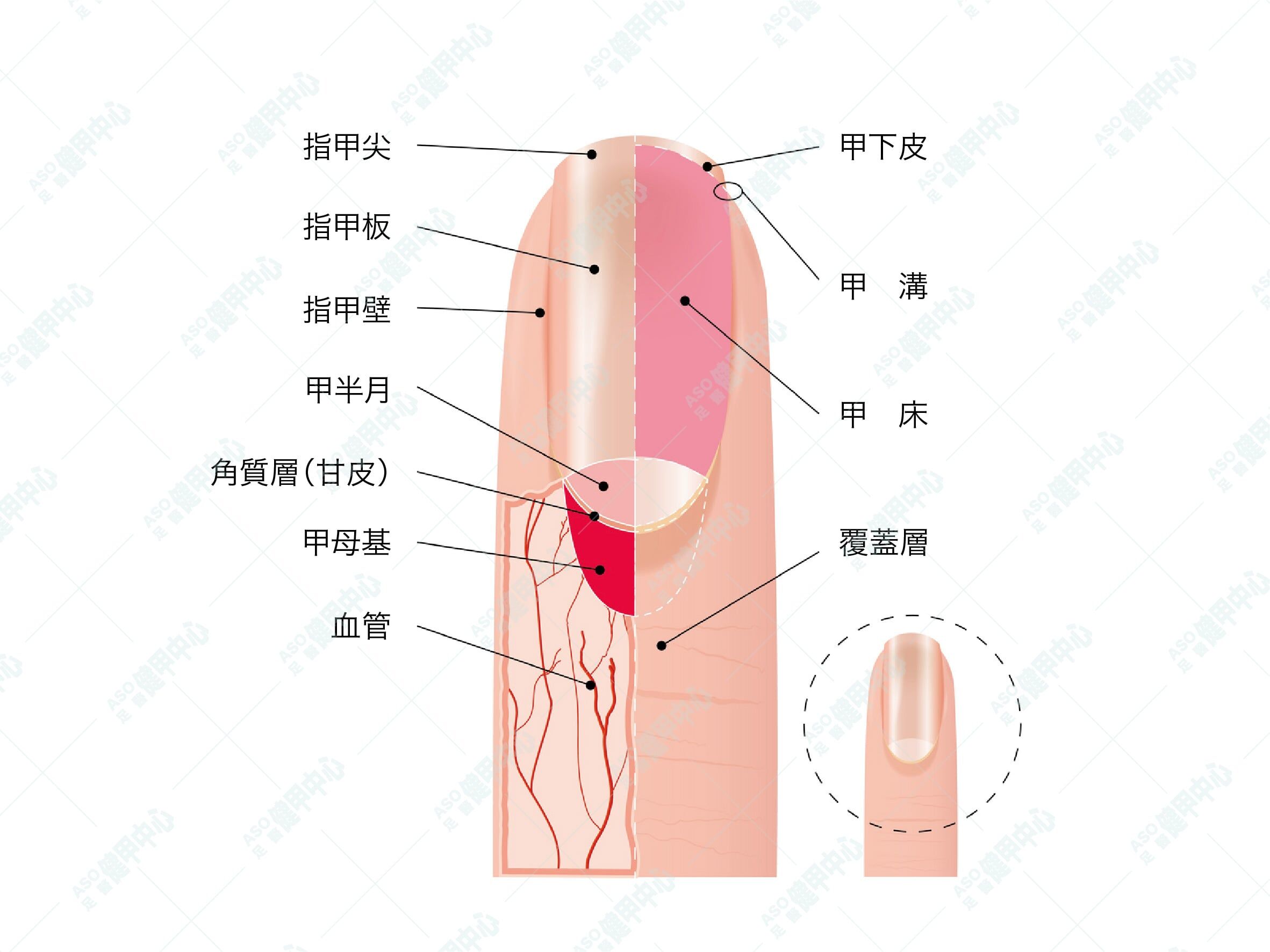 認識指甲構造