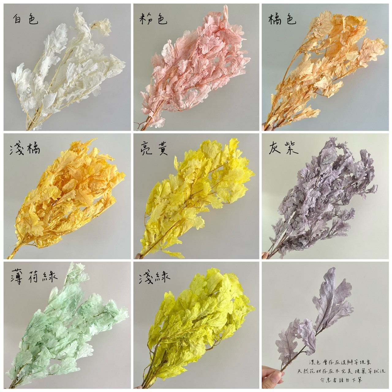 不凋橡樹葉-特殊色