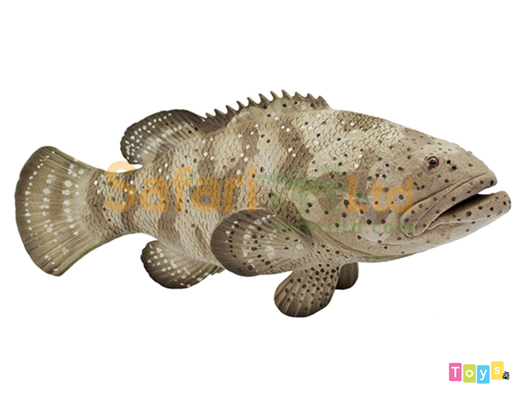 [Safari] 265329伊式石斑魚模型